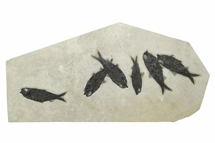 Shale With Six Fossil Fish (Knightia) - Wyoming #233911
